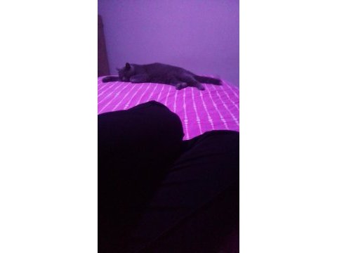 British shorthair cins cana yakın bir kedi