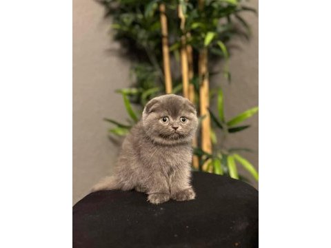 Ayı surat scottish fold yavrularımız 