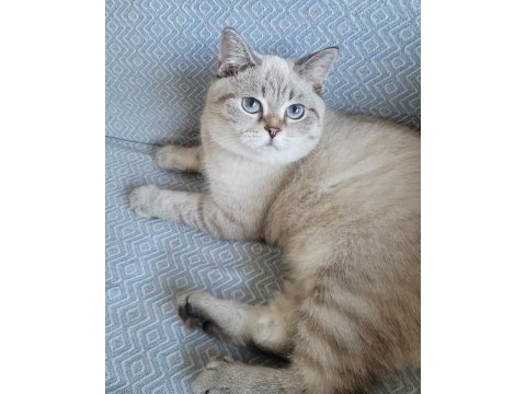 British blue point erkek shorthair