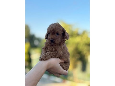 A kalite toy poodle bebeklerim