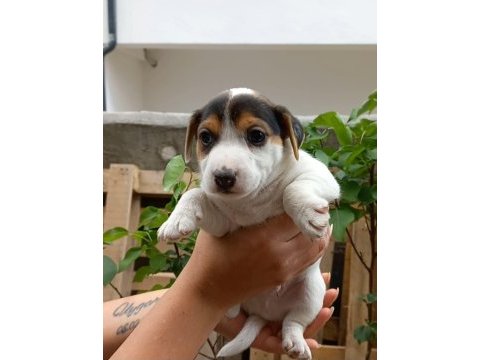 Yavru jack russell