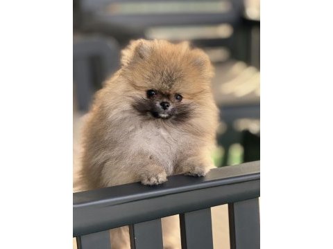 Orjinal ayı suratlı pomeranian boo yavruları