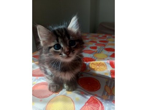Yavru british longhair