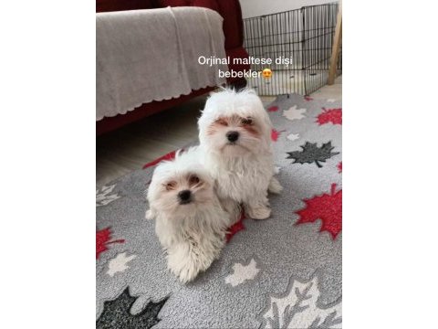 A+ maltese terrier yavrularımız