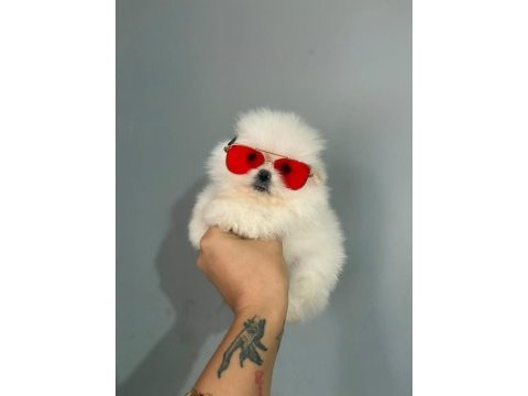 Teacup pomeranian boo erkek