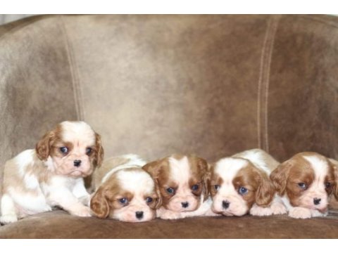 Cavalier king charles yavrular