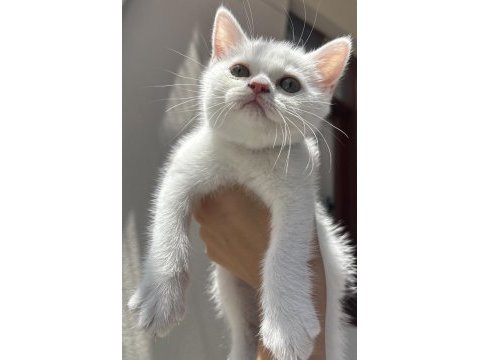 Kar gibi british shorthair kızçeler