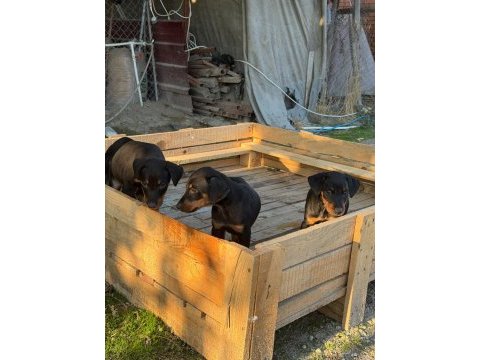 Dişi doberman yavrumuz