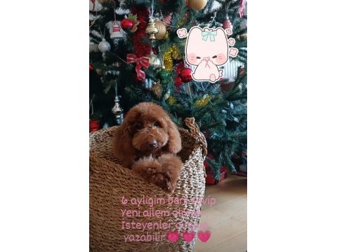 Red toy poodle yavrusu