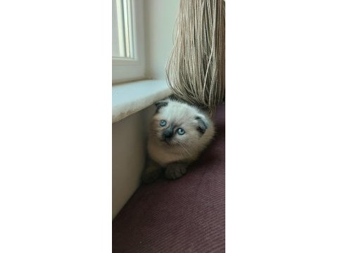 Scottish fold erkek blue point