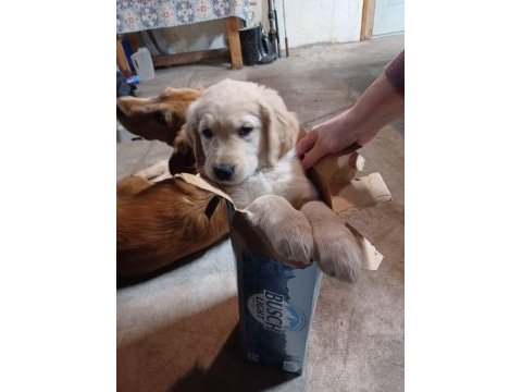 Bebek yüz golden retriever yavrular