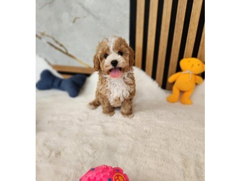 Ruhsatlı köpek çiftliğinden maltipoo yavrularımız 