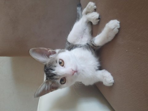 Kedi mila