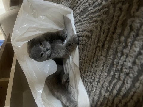 British shorthair 5.5 yaşında