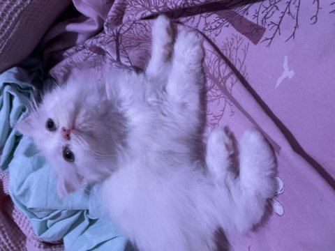 Sahiplendirilecek chinchilla kedimiz