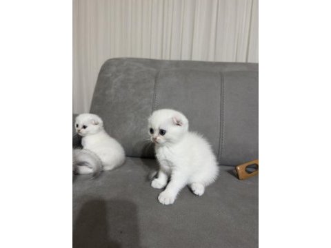 Scottish fold yavru