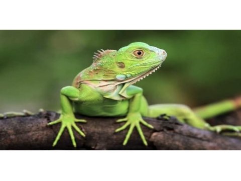 Ön rezerve iguana