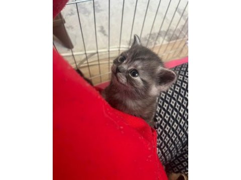 Kalan 4 british shorthair yavrumuzu sahiplendiriyoruz