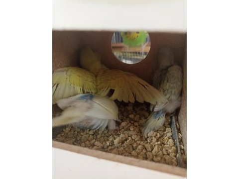 Yeni yavru muhabbet kuşları
