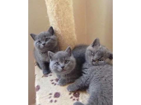 Scottish fold british siyam yavru çeşitler mevcuttur