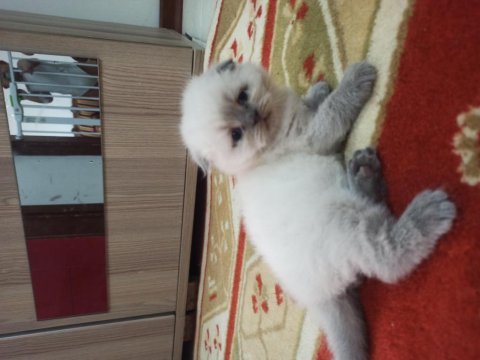Scottish fold blue point yavrumuz
