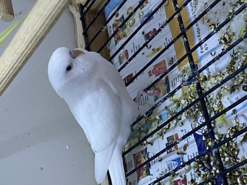 Yavru muhabbet kuşu beyaz erkek