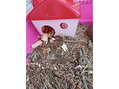 Yavru hamster kafesiyle ve yemiyle