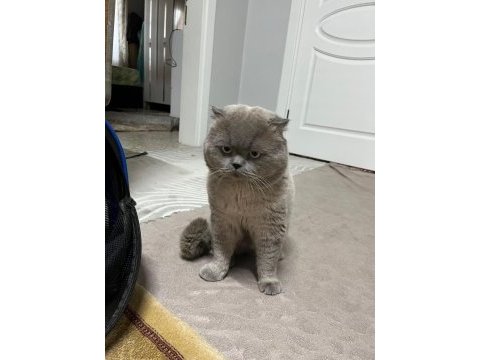 British blue point dişi