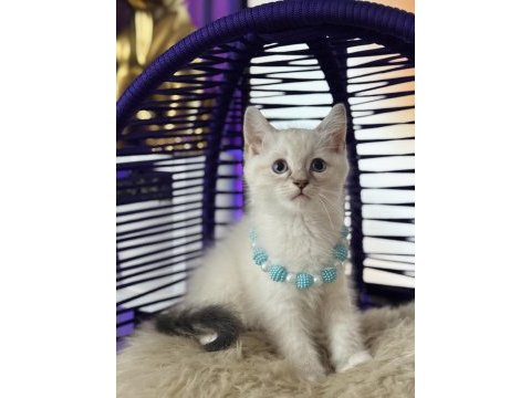 British shorthair silver point yavrular
