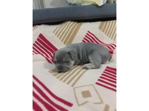 Eğzotic compact french bulldog