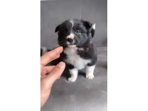 A kalite border collie yavruları