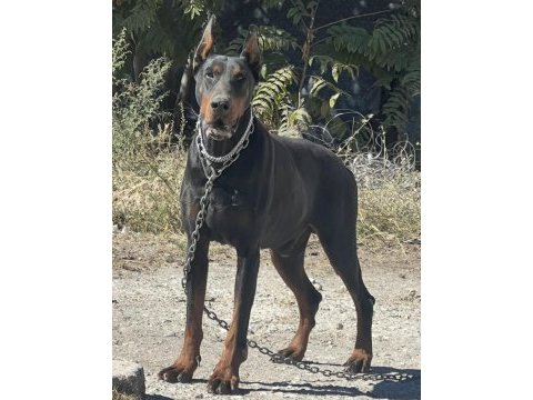 İri yapılı doberman yavrular