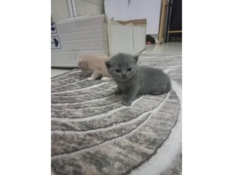 Çok sevecen british shorthair