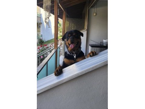 Safkan rottweiler sahiplendirme