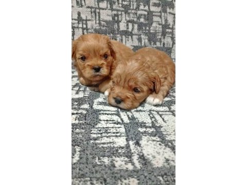 Rezerve açık kg cm garantili maltipoo yavrular