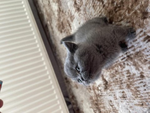 British shorthair yavrular