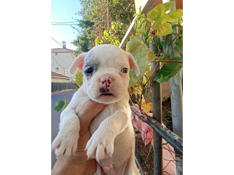 Anne altından eşsiz sağlıklı french bulldog yavrularım