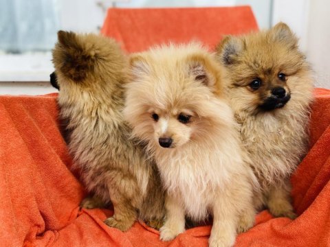 Uygun a kalite pomeranian spitz yavrularımız