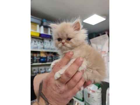 Türünün güzel örneklerinden british longhair yavrular