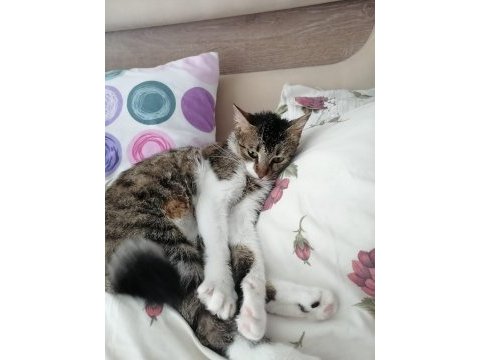 Kedimiz yağmur için yuva arıyoruz