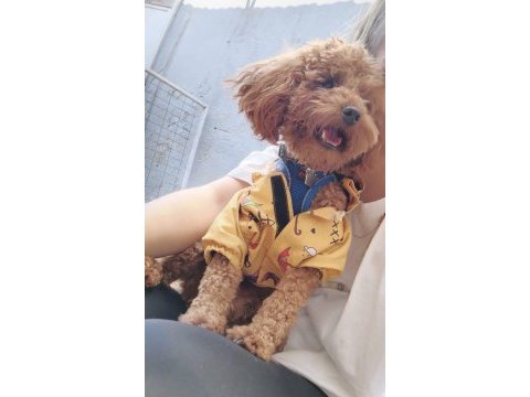 0 numara toy poodle yavrularımız