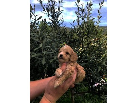 Irkının süper starı a kalite teacup maltipoo bebekler