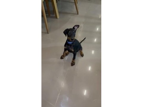 Saf kan 2 aylık doberman