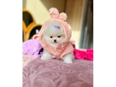 Mini boy pomeranian prenses
