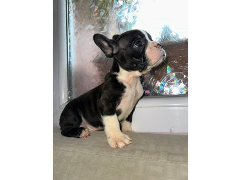 Yakışıklı french bulldog ailesini bekliyor