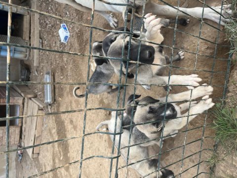 Kangallarım yeni fiyatlar çok özel