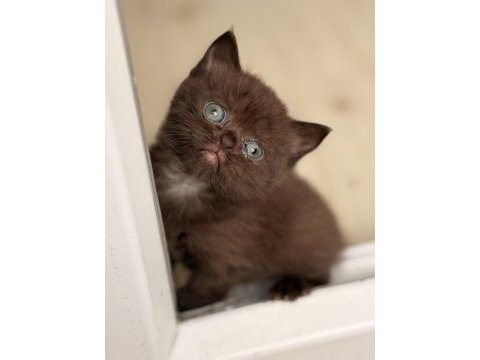 Çikolata british shorthair yavru