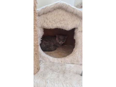 Minnoş saf ırk british shorthair