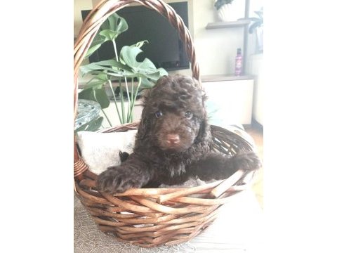 58 günlük son erkek toy poodle yavrumuz