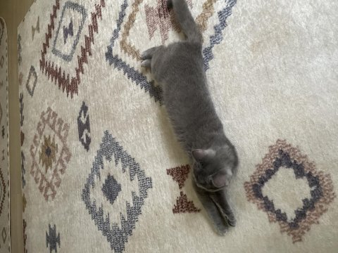 1 yaşında dişi british shorthair